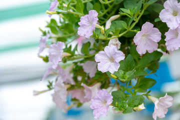 Flowerbed with multicoloured petunias ,colourful petunia (Petunia hybrida) flowers
