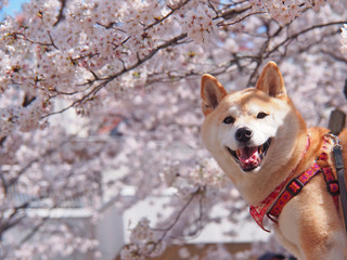 春が来た　柴犬スマイル