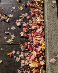 Colorful Leaves on Street