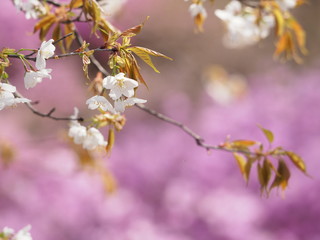 花咲く春