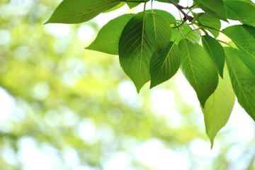 Fototapeta na wymiar Green leaves background 