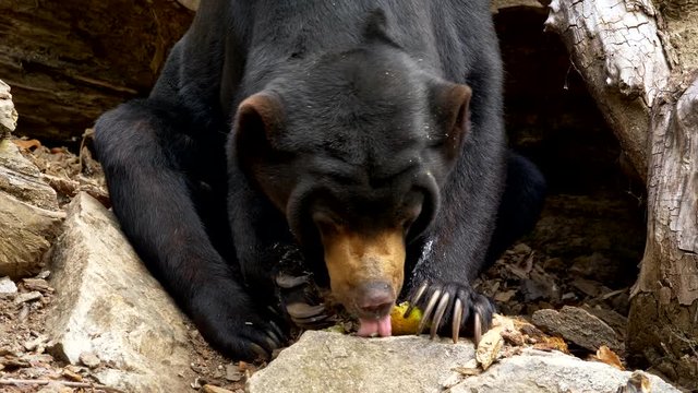 Sun bear (Helarctos malayanus) eating fruits
