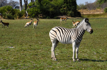 Patient Zebra ignoring the frolicking Impalas