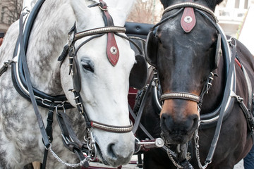 pair of horses