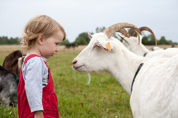 kid vs goat