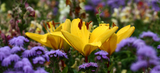Among a blue ageratum and motley antirrhinum there are several bright yellow flowers of a lily.