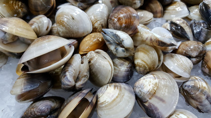 Closeup of the clams