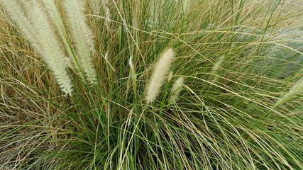 Grass flower