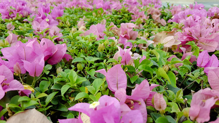 large pink bougainvillea plant under tropical climate