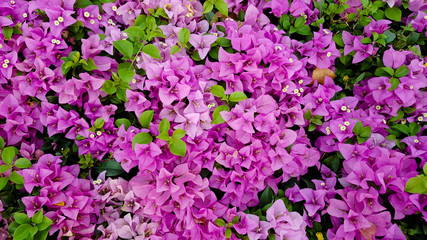 large pink bougainvillea plant under tropical climate