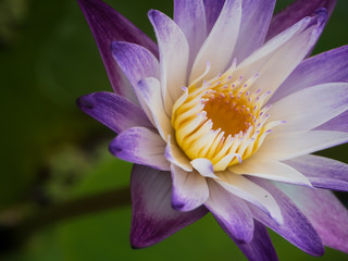 Purple and white water lily