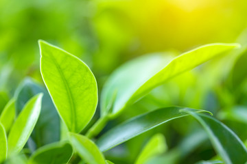 Obraz premium Closeup of nature leaves green blur. In the spring Under the morning light. Use as background and wallpapers.