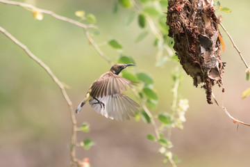 Fototapeta premium Beautiful (Olive-backed Sunbird) Bird nesting. Beautiful bird (Olive-backed Sunbird) Bird nesting 
