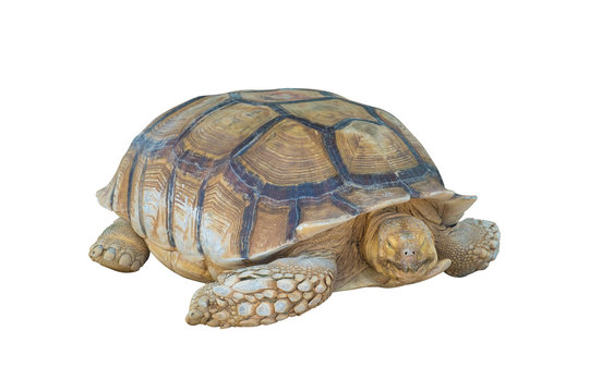 Big turtle isolated on white background, clipping path.