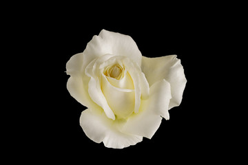White Rose Flower Isolated on Black Background