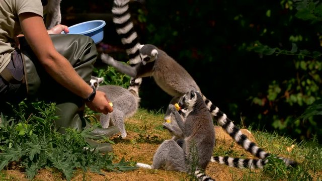 Feeding ring-tailed lemur 