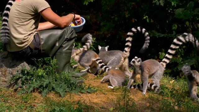 Feeding ring-tailed lemur (Lemur catta)
