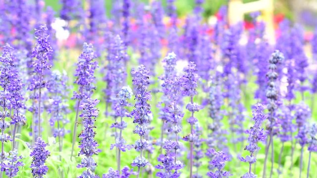 Beautiful blue salvia blooming in spring garden 