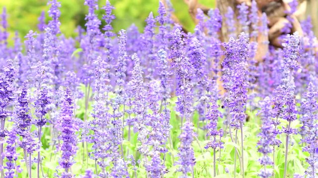 Beautiful blue salvia blooming in spring garden 