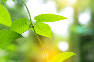 Closeup of nature leaves green blur. In the spring Under the morning light. Use as background and wallpapers.