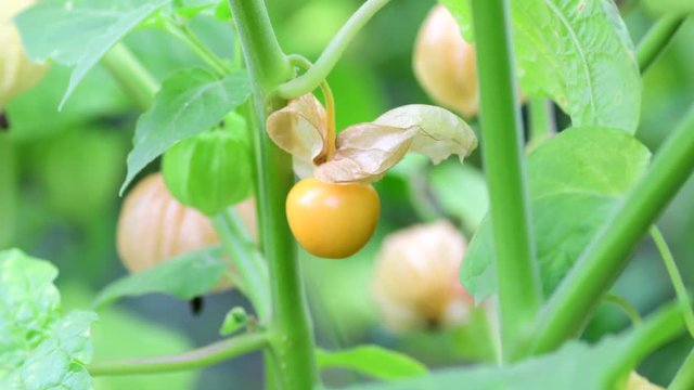 Cape Gooseberry , Physalis angulata, ground cherry growing on tree 
