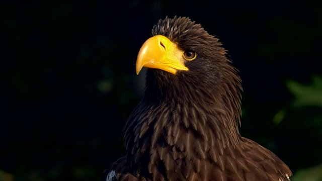 Steller's sea eagle portrait