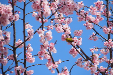 桜と花の蜜を吸うメジロ