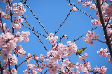 桜とメジロ