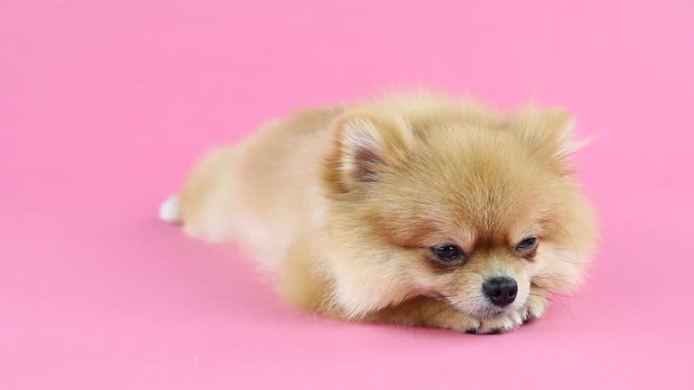 Pomeranian dog with pink background.