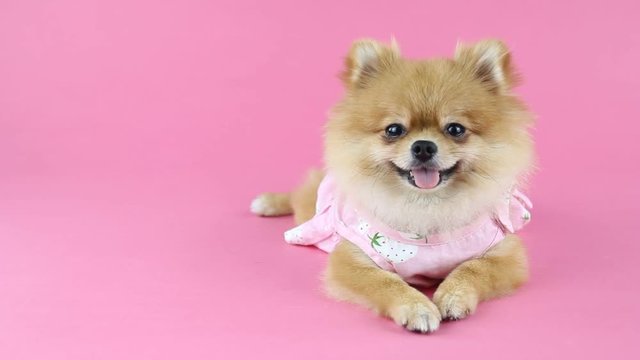Pomeranian dog with pink background.