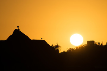 Birds on a Caribbean roof during sunset in Paradise