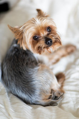 Close up view of cute little yorkshire terrier lying on bed.  Little dog looks clever and sad eyes. Peoples best friend. Yorkshire Terrier.
