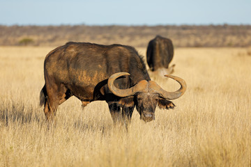 African buffalo in grassland