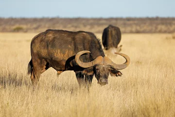 Zelfklevend Fotobehang Buffel Afrikaanse buffel in grasland