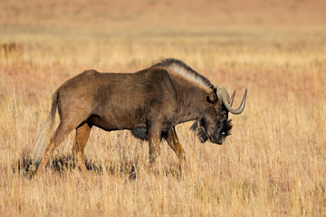 Black wildebeest in grassland