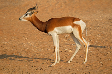 Endangered dama gazelle