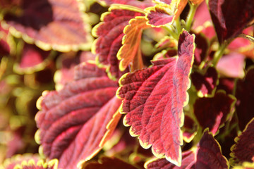 Red Coleus plant with yellow edges closeup on a flower bed, view from above use for herb
