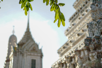 Obraz premium grapevine in Thailand