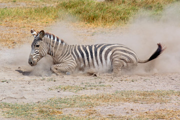 Fototapeta na wymiar Plains zebra rolling in dust