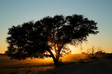 Sunset with silhouetted tree