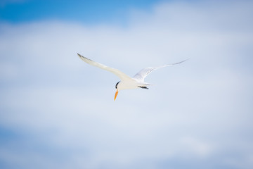 Caribbean Seagull Flying Over Blue Cloudy Sky