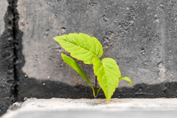 Small sprout in the concrete surface