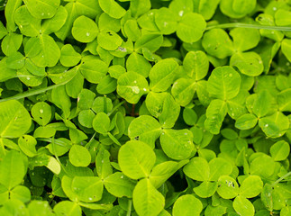 Green clover leaves on the nature as background