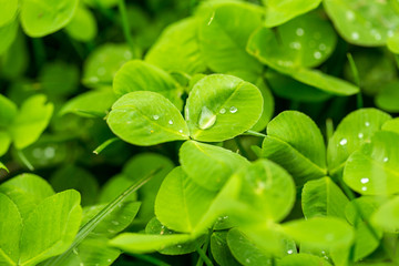 Green clover leaves on the nature as background