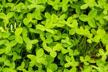 Fototapeta na wymiar Green clover leaves on the nature as background