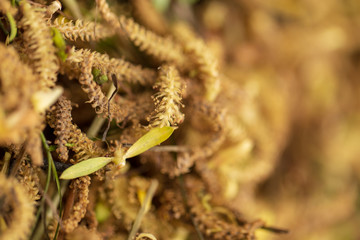 Flowers from a willow tree in nature