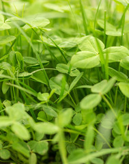 Green clover leaves on the nature as background