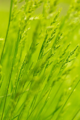 Green grass on nature as background