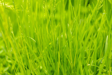 Green grass on nature as background