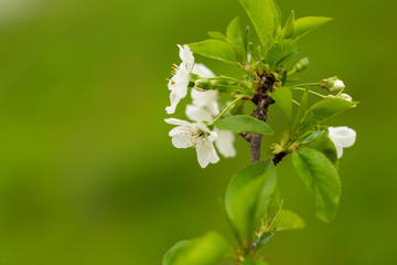 Flowers on the branches of cherry in spring